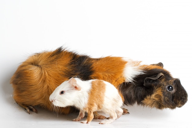 Maman cochon d'Inde avec chiot sur mur blanc