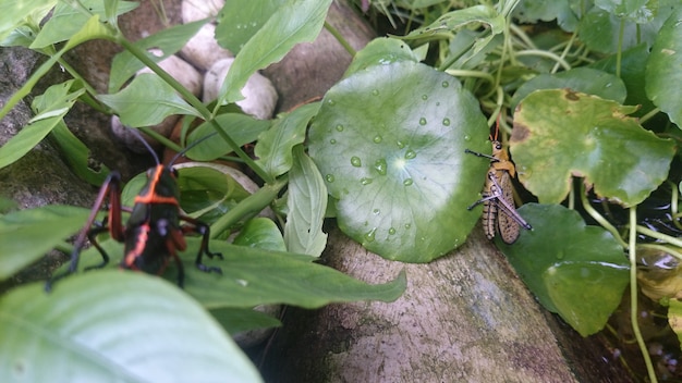 Maman et fils Grasshoppers dans le poisson