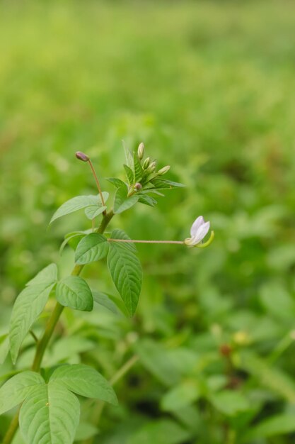 Maman lanang merupakan tanaman gulma yang termasuk de la famille Cleomaceae Gulma