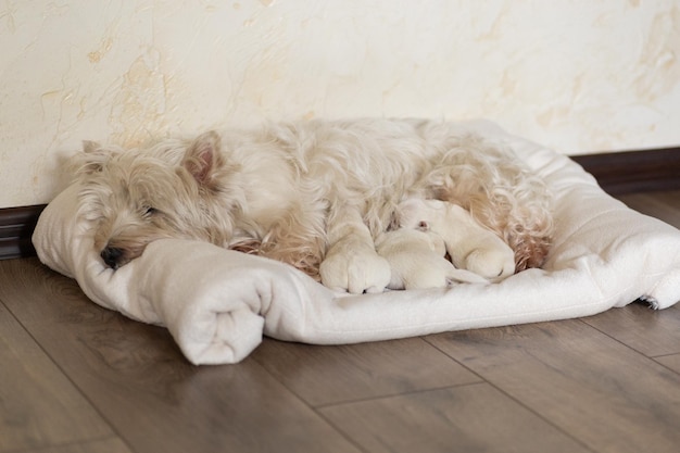 Une maman West Highland White Terrier nourrit ses chiots nouveau-nés avec du lait