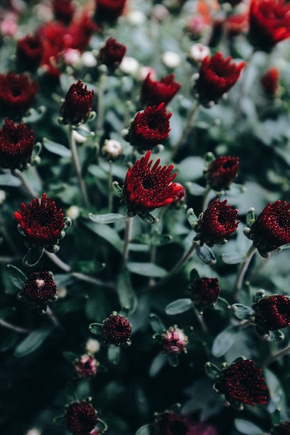 Mamans De Jardin