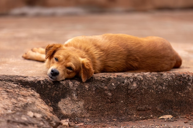 mammifère animal chien jaune sur le trottoir