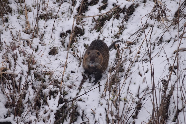 Photo mammifère sur le champ pendant l'hiver