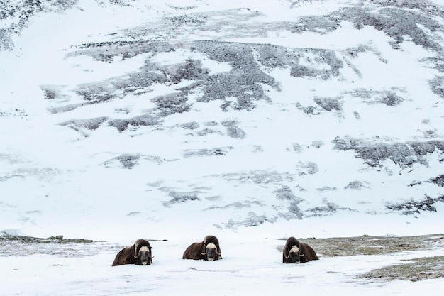 Photo mammifères sur un champ couvert de neige