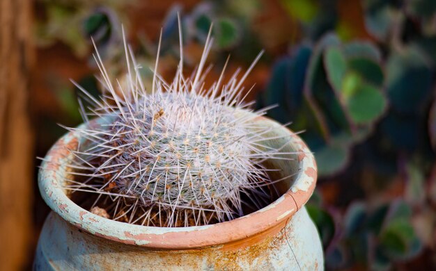 Mammillaria Albilanata dans un pot de fleurs