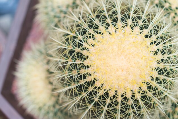 Mammillaria huitzilopochtli Cactus sur la vue de dessus de pot tourné.