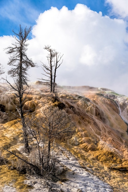 Mammoth Hot Springs dans le parc national de Yellowstone