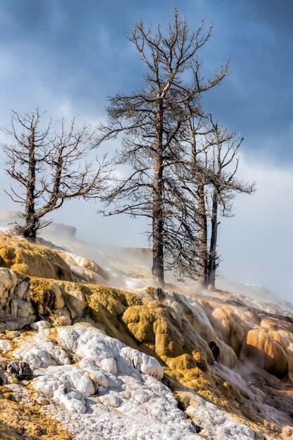 Mammoth Hot Springs