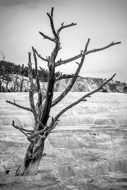 Mammoth Hot Springs