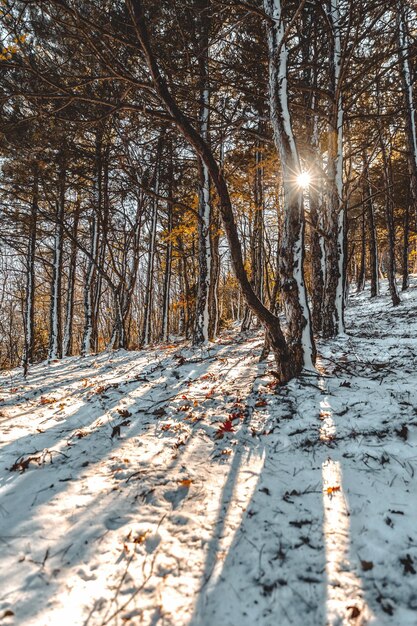 Photo man-de-neige d'hiver dans la neige de bois sur la branche.