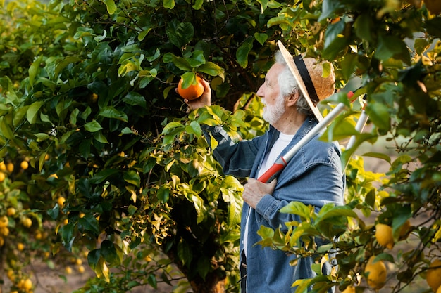 Photo man la récolte d'oranges juteuses fraîches dans le jardin