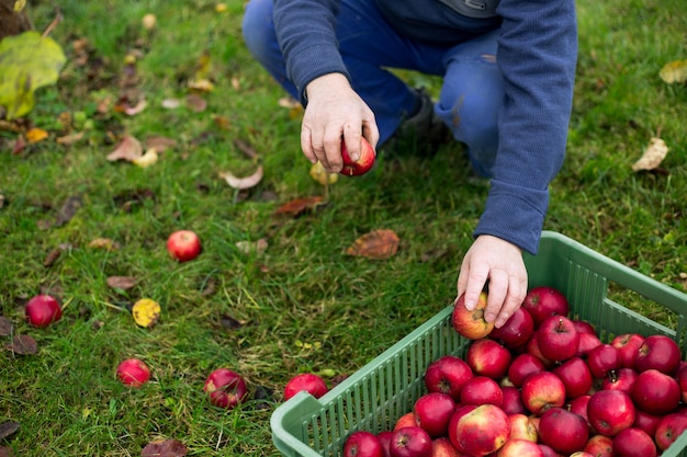 Man la récolte des pommes au cours de l'automne