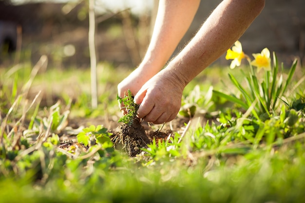 Man tirant quelques mauvaises herbes dans son immense jardin au printemps, jardin de compensation après l'hiver