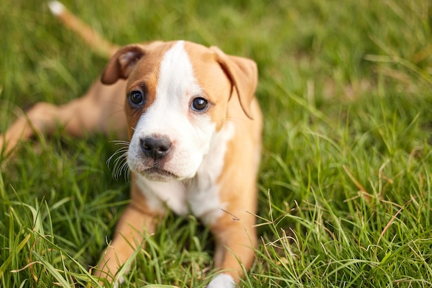 Manchasing ma queue était exhasuting Plan d'un jeune chiot allongé sur l'herbe