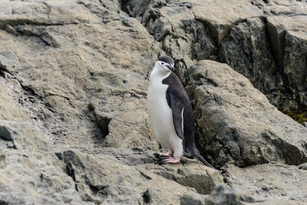 Manchot Adélie debout sur la plage en Antarctique