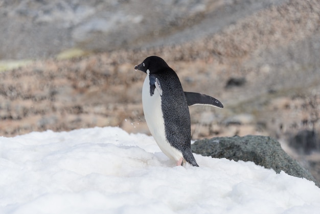 Manchot Adélie debout sur la plage en Antarctique