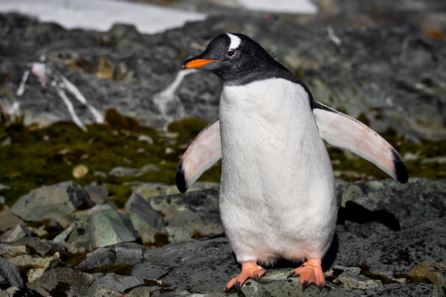 Manchot en Antarctique