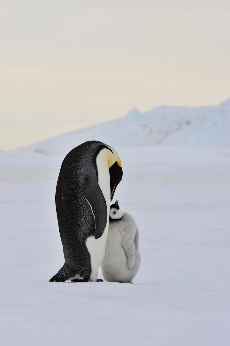 Photo manchot empereur avec poussin en antarctique