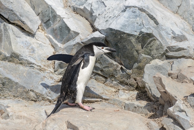 Manchot à jugulaire grimpant sur un rocher en Antarctique