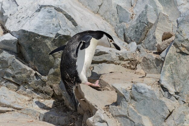 Manchot à jugulaire grimpant sur un rocher en Antarctique