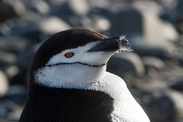 Manchot à jugulaire de l'île Paulet Antarctique