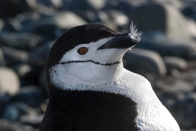 Manchot à jugulaire de l'île Paulet Antarctique