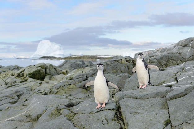 Manchot à jugulaire sur la neige en Antarctique