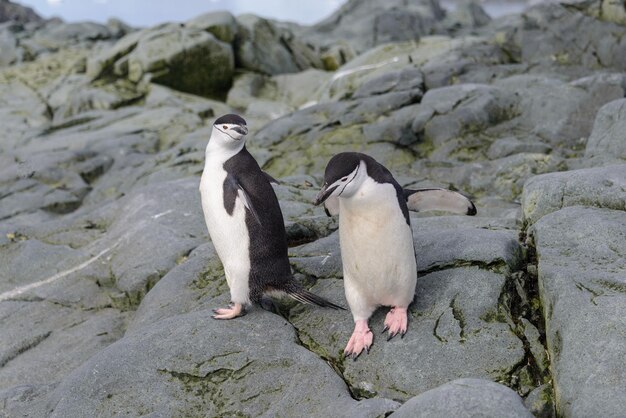 Manchot à jugulaire sur la neige en Antarctique