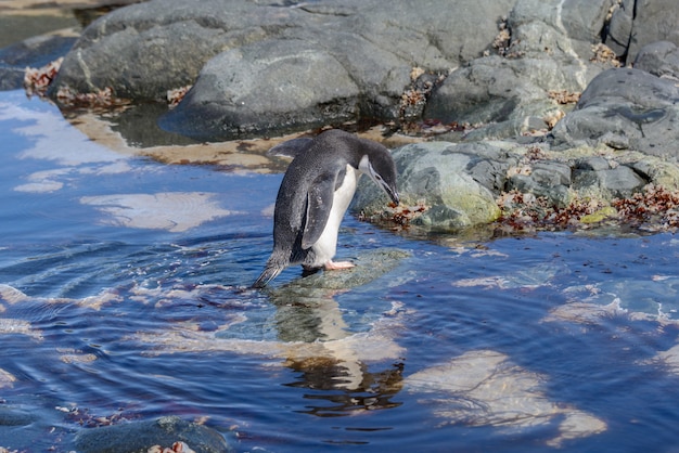 Manchot à jugulaire sur la plage en Antarctique avec réflexion