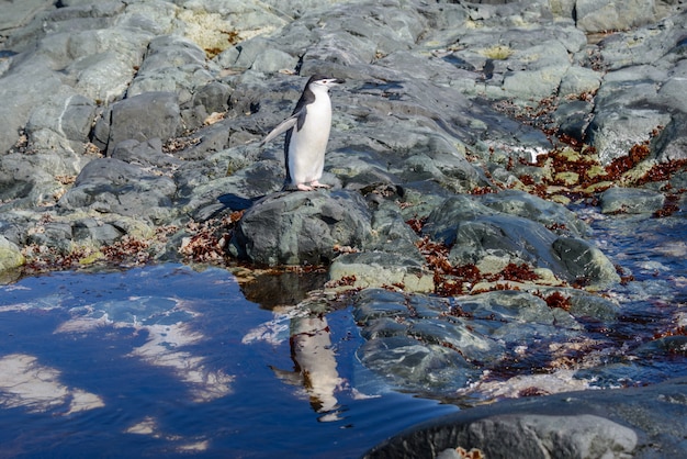 Manchot à Jugulaire Sur La Plage En Antarctique Avec Réflexion