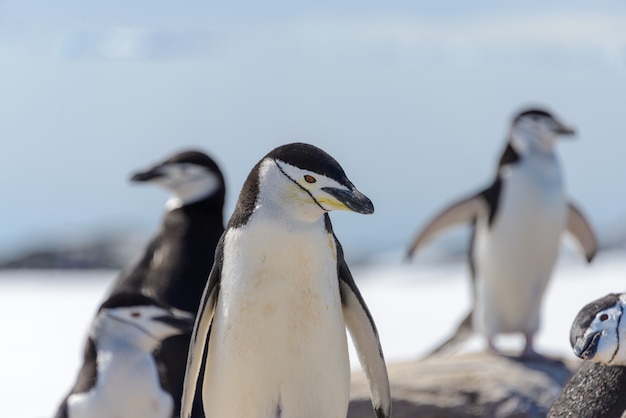 Manchot à jugulaire sur la plage en Antarctique se bouchent