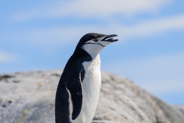 Manchot à jugulaire sur la plage en Antarctique se bouchent