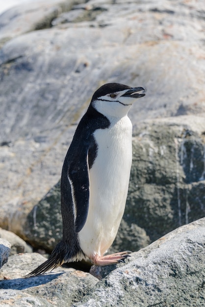 Manchot à jugulaire sur la plage en Antarctique se bouchent