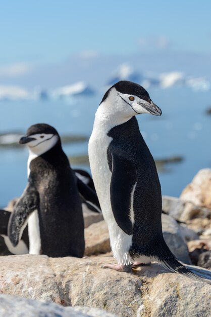 Manchot à jugulaire sur la plage en Antarctique