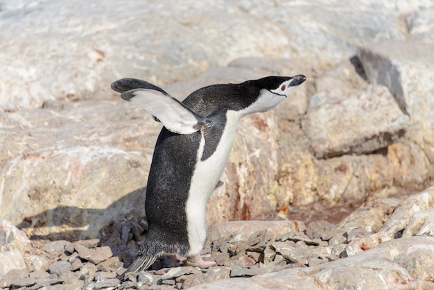Manchot à jugulaire sur la plage en Antarctique