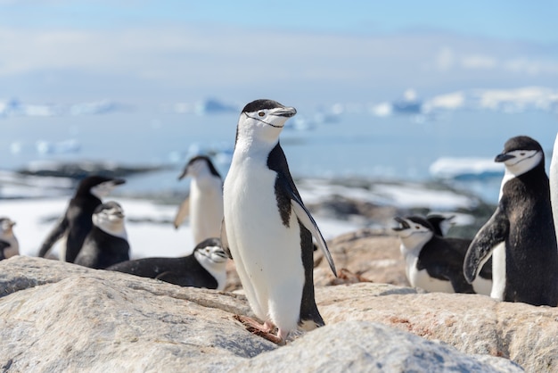 Manchot à jugulaire sur la plage en Antarctique