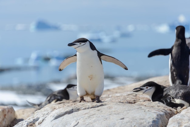 Manchot à jugulaire sur la plage en Antarctique