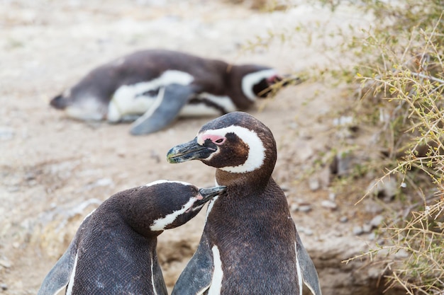 Manchot de Magellan (Spheniscus magellanicus) en Patagonie