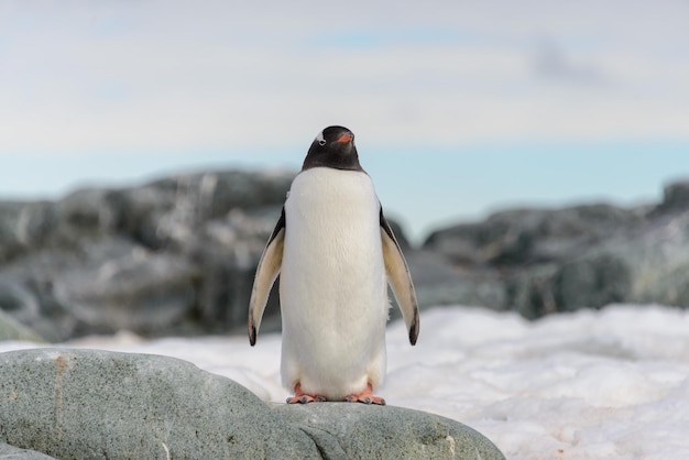 Manchot papou sur la neige en Antarctique