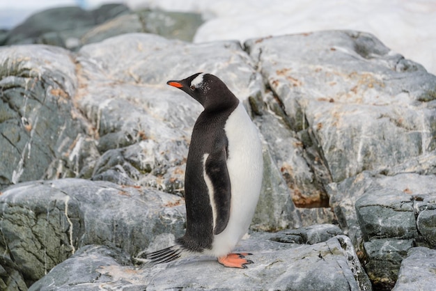 Manchot papou sur la neige en Antarctique