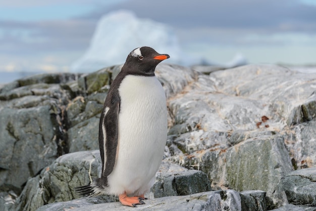 Manchot papou sur la neige en Antarctique