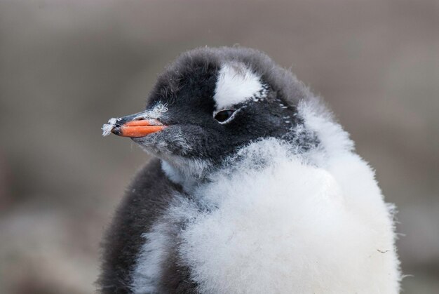 Manchot papouHannah Point Antartica