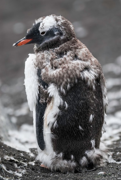 Photo manchot papouhannah point antartica