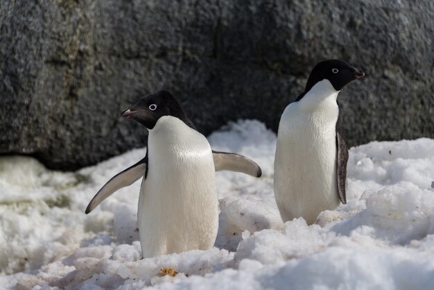 Manchots Adélie debout sur la plage en Antarctique