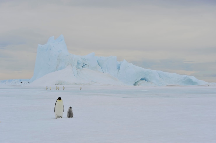 Photo manchots empereurs à snow hill ,antarctique 2010 .