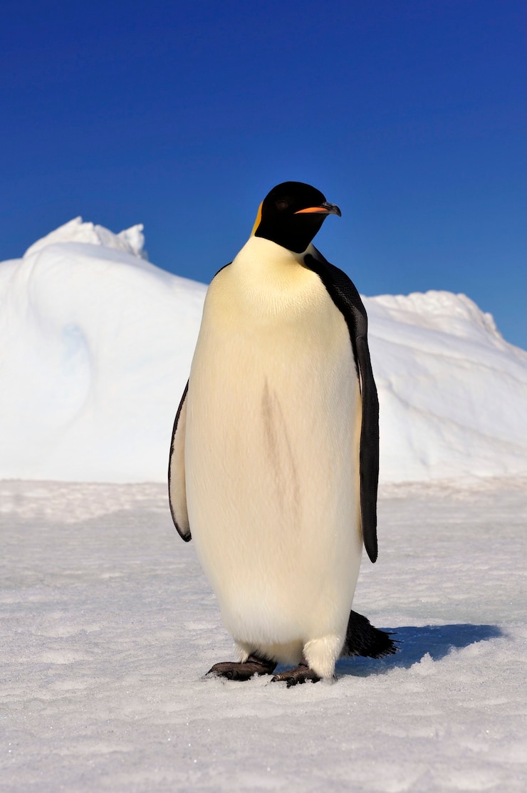 Photo manchots empereurs à snow hill ,antarctique 2010 .
