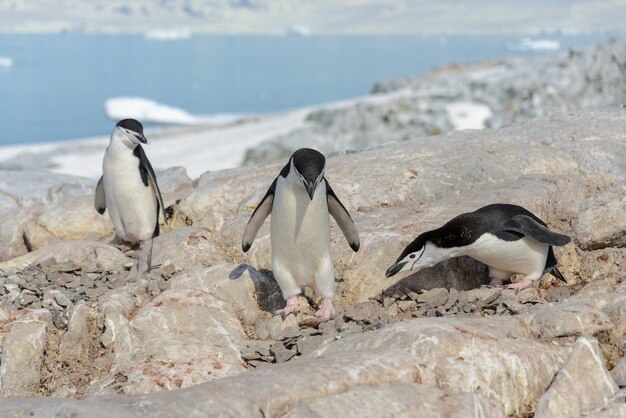 Manchots à jugulaire sur la plage en Antarctique