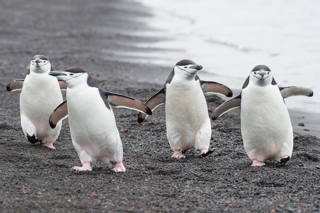 Photo manchots à jugulaire sur la plage n antarctique