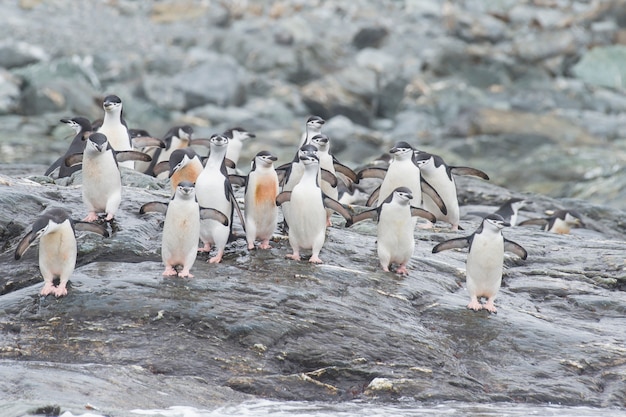 Manchots à jugulaire sur la plage