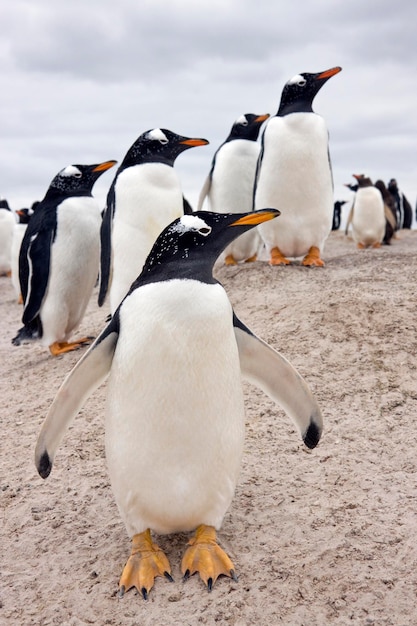 Manchots papous Îles Falkland